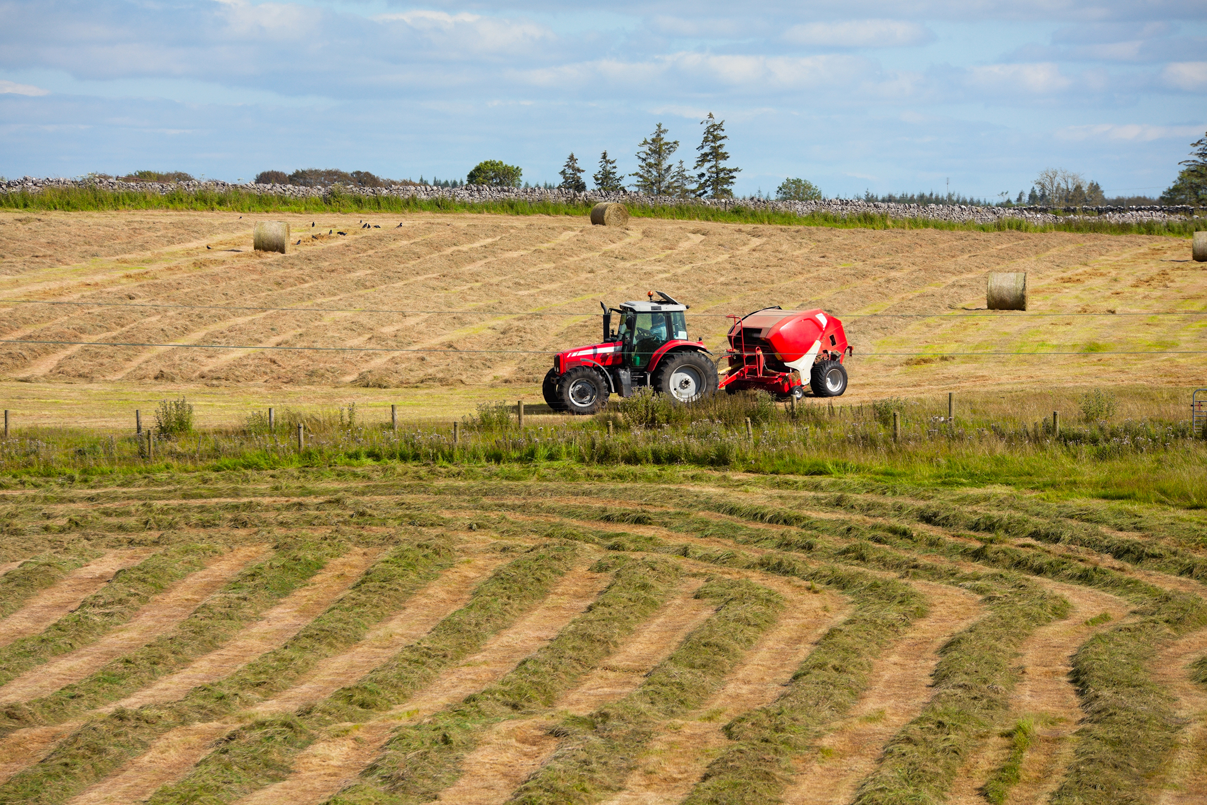 a man standing in a field of crop